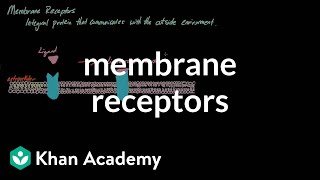 Membrane Receptors  Nervous system physiology  NCLEXRN  Khan Academy [upl. by Ginelle697]