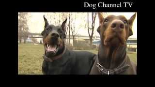 Doberman An introduction to the breed [upl. by Nanor]