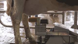 Fullwood M2erlin – robotic milking machine in action [upl. by Fagan]