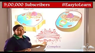 Golgi Complex  Structure and Functions  Cells  Class 9  CBSE  NCERT  ICSE [upl. by Sheepshanks]