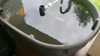 How I Started Raising Tilapia and Catfish  Small Scale Aquaculture [upl. by Vetter22]