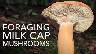 Foraging Milk Cap Mushrooms [upl. by Enyalaj]