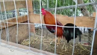 Morning feeding American gamefowl [upl. by Raffarty136]