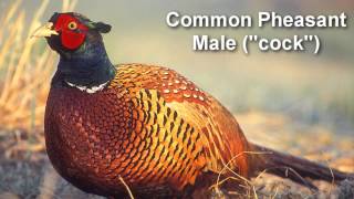 Pheasant  Common Pheasant Bird Call [upl. by Ezeerb]