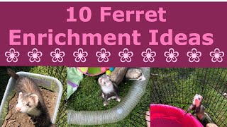 10 Ferret Enrichment Ideas [upl. by Geehan]