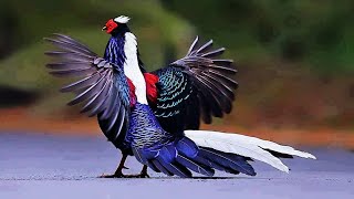 10 Most Beautiful Pheasants In The World [upl. by Dustman]