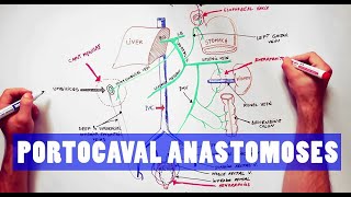 Portocaval Anastomoses  ANATOMY Tutorial [upl. by Margi]