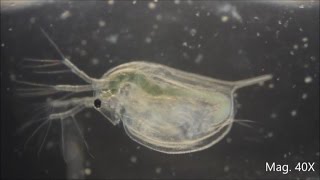 Daphnia magna under the Microscope [upl. by Nala]