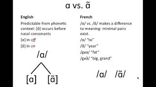 Phonemeallophone examples [upl. by Haianeb]