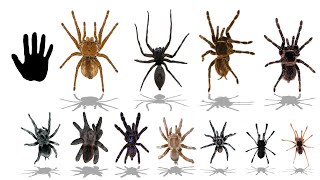 Top 20 Largest Spider Species  Explained [upl. by Feetal]