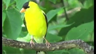 Common Midwest Birds  Midwest Nature in HD [upl. by Eirojram]