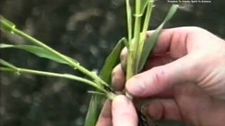 Growth Stages in Cereal Crops [upl. by Einiar234]