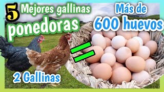 GALLINAS PONEDORAS de HUEVO 5 Mejores de todo el MUNDO 🐔🥚 [upl. by Newfeld157]