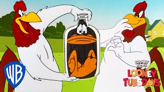 Looney Tuesdays  Iconic Characters Foghorn Leghorn  Looney Tunes  WB Kids [upl. by Ferree]