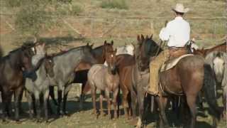 Tongue River Ranch  American Quarter Horse Program [upl. by Aniuqahs975]