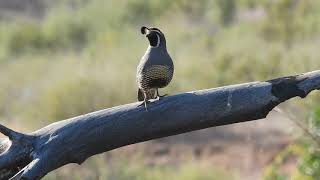 California Quail calling [upl. by Shuman707]