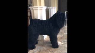 Bouvier Door Guard bouvierdesflandres bouvier blackdog guarddog doglover [upl. by Gladi15]