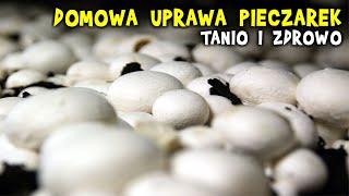 NIE KUPUJ pieczarek  uprawiaj je w domu [upl. by Mrots]