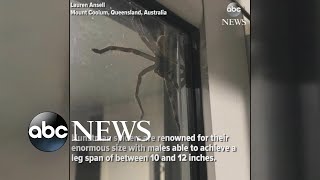 Hauntingly huge spider spotted in Australia [upl. by Nalliuq]