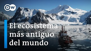 Antártida Un mensaje de otro planeta  DW Documental [upl. by Cinda952]