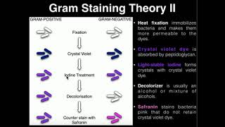 Microbiology Gram Staining [upl. by Aubigny]