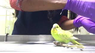 Gavage feeding sick bird [upl. by Ainod]