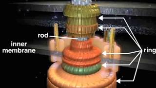 bacterial flagellum [upl. by Zia387]