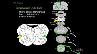 Foundational features of the brainstem [upl. by Yvonner]