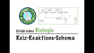 Erklärvideo Biologie – ReizReaktionsSchema [upl. by Hairom553]