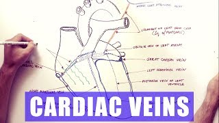 Cardiac Veins  Anatomy tutorial [upl. by Eran]