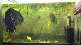 Scuds Daphnia Cherry Shrimp Copepods My aquatic food culture [upl. by Haney]