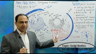 Golgi complex  Golgi bodies Structure and Functions [upl. by Essyle]