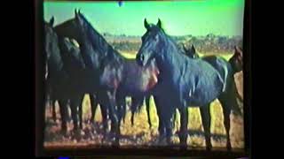 1941 Quarter Horse Film narrated by BF Yeates [upl. by Eidur]