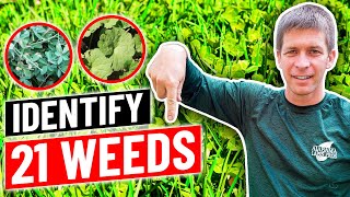 Weed Identification  Identify 21 Common Weeds in Lawn [upl. by Yttam]