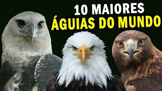 10 MAIORES ÁGUIAS DO MUNDO  Conheça a ÁGUIA COM GARRAS MAIORES que a de um ursopardo [upl. by Calen]