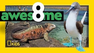 Greatest Animals of the Galápagos  Awesome 8 [upl. by Eltsirhc816]