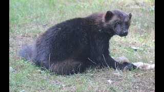 Veelvraat voedermoment  Wolverine feeding time  GaiaZoo [upl. by Miarhpe724]