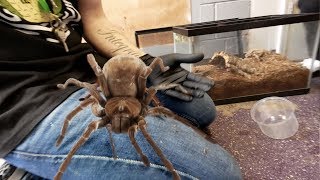 DANGER HANDLING THE LARGEST SPIDER IN THE WORLD  BRIAN BARCZYK [upl. by Nraa]