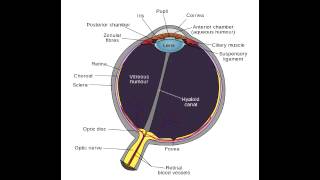 Aqueous Humor Pathway  Anatomy [upl. by Gascony]