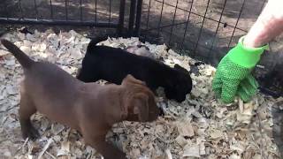 Patterdale Terrier Puppy Training Week 6 The Rat [upl. by Durnan]