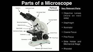 Lab Exercise 2 Microscopes and Cell Shapes [upl. by Yzzik61]