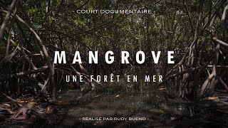 MANGROVE UNE FORÊT EN MER Documentaire [upl. by Akisey]