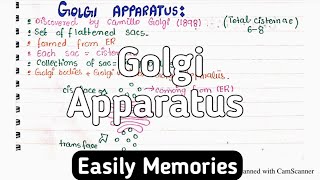 Golgi Apparatus Structure And Functions  Class 11 Biology [upl. by Attekal]