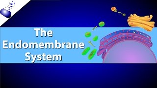 The Endomembrane System [upl. by Alvis173]