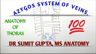 AZYGOS SYSTEM OF VEIN [upl. by Carlen]