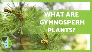 GYMNOSPERM PLANTS 🌲 Characteristics Examples Reproduction and more [upl. by Nhar149]