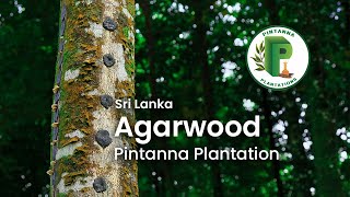 Agarwood in Sri Lanka  Pintanna Plantations 1080p [upl. by Leirea95]