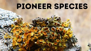 Pioneer speciesStages Primary Succession  Ecology Basics [upl. by Nnairrehs]