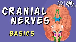 Cranial Nerve BASICS  The 12 cranial nerves and how to REMEMBER them [upl. by Einnahc]