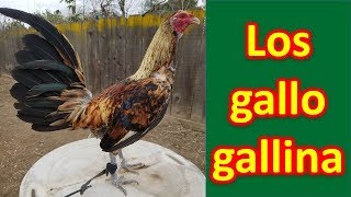 LOS GALLO GALLINA [upl. by Akcirred]